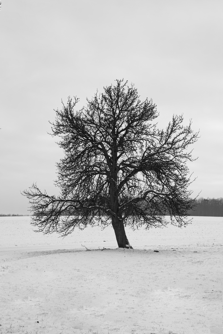 Der Baum hat Äste - jede Menge