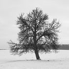 Der Baum hat Äste - jede Menge