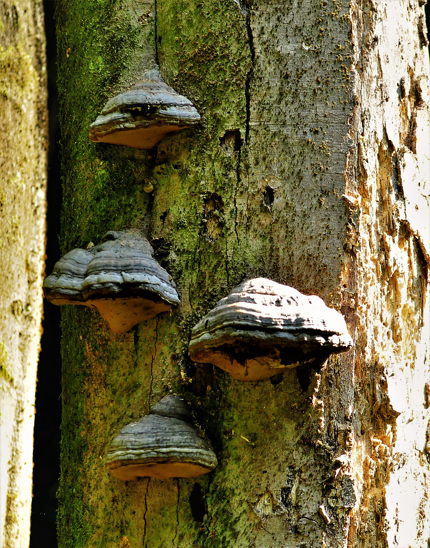 Der Baum hat aufgegeben.........