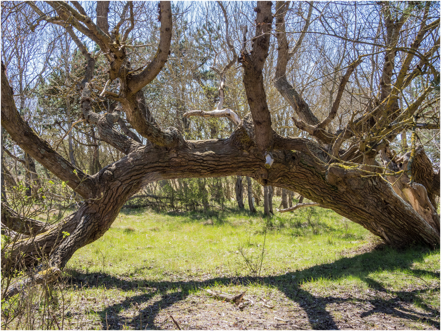 Der Baum hat den Bogen raus.