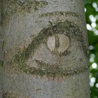 der Baum hat ein Auge auf mich geworfen