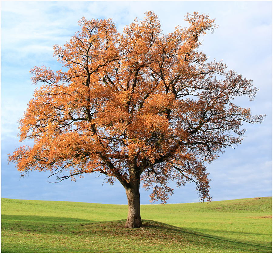 Der Baum. Herbst.