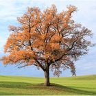 Der Baum. Herbst.