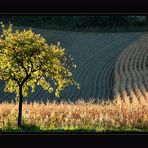 Der Baum ~ Herbstabend