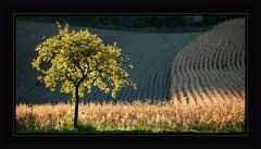 Der Baum ~ Herbstabend