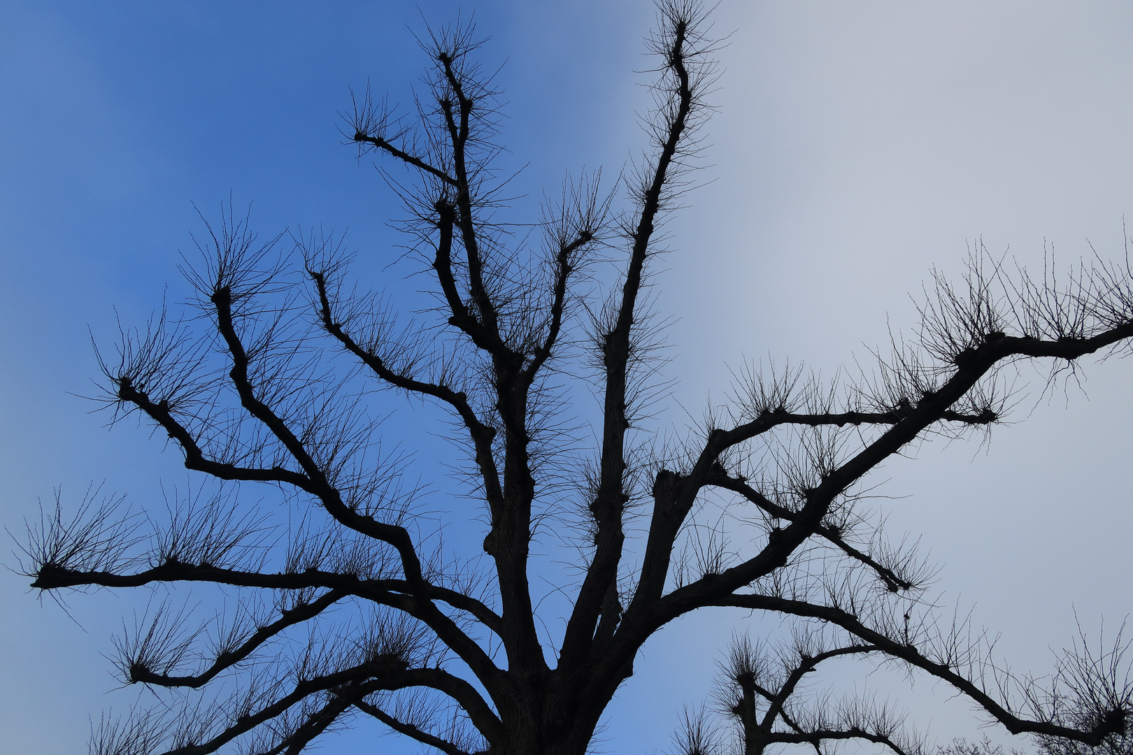 Der Baum hinter dem Biest