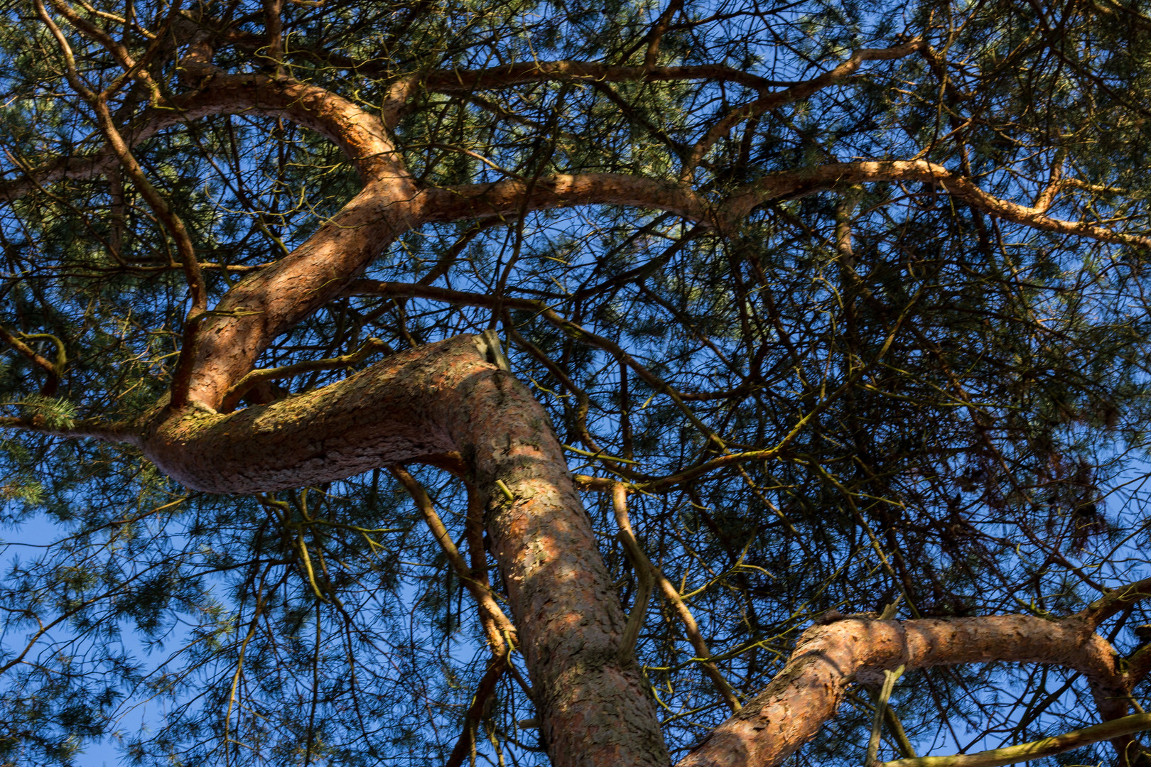 Der Baum - hoch hinaus, aber wohin...