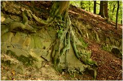 Der Baum hölt sich hier fest