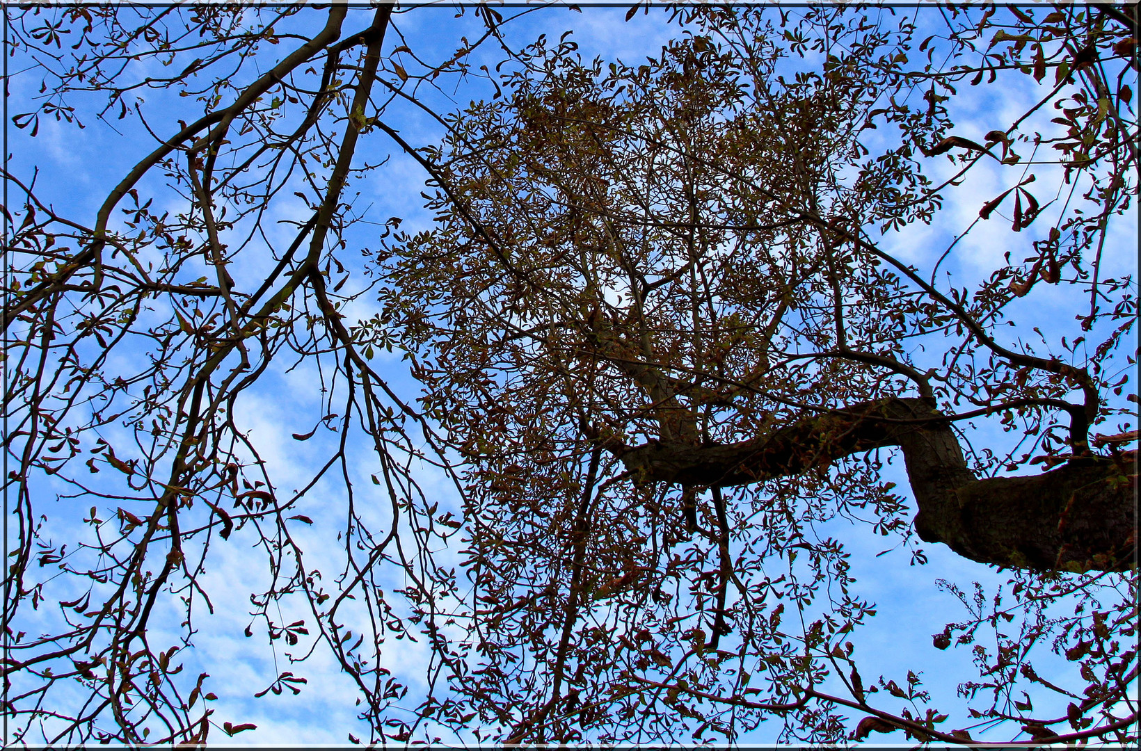 DER BAUM I