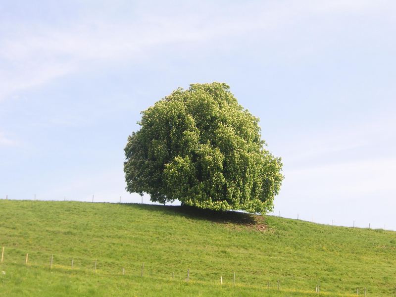 Der Baum I