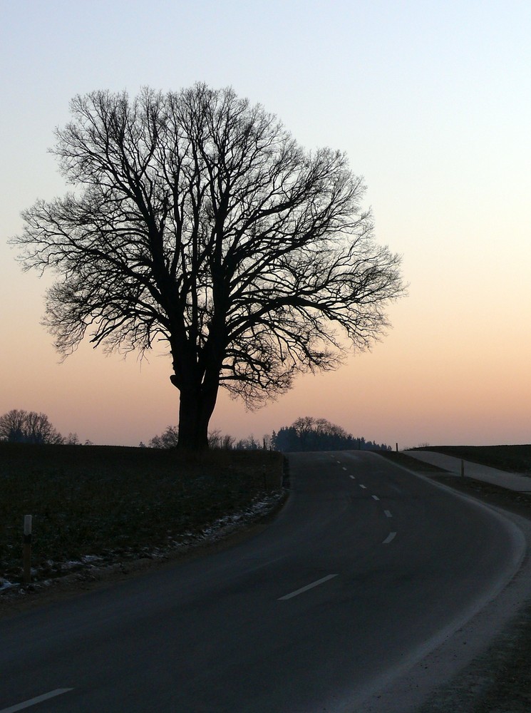 Der Baum I