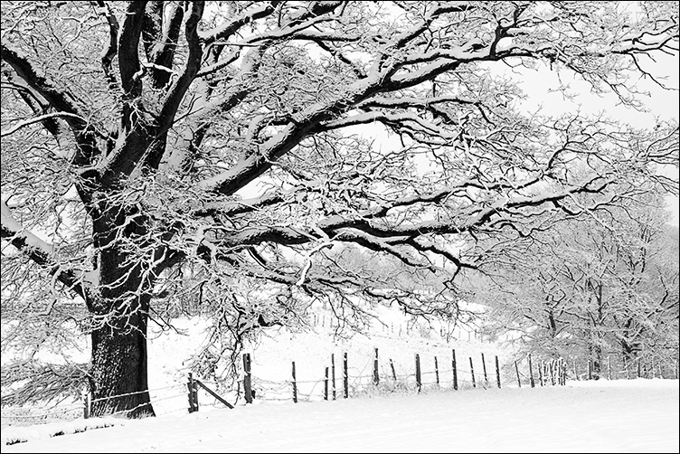 Der Baum (I)