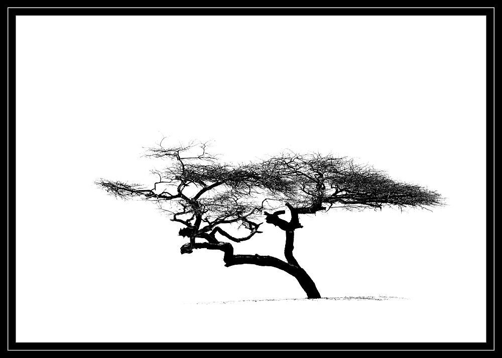 Der Baum I