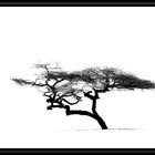 Der Baum I