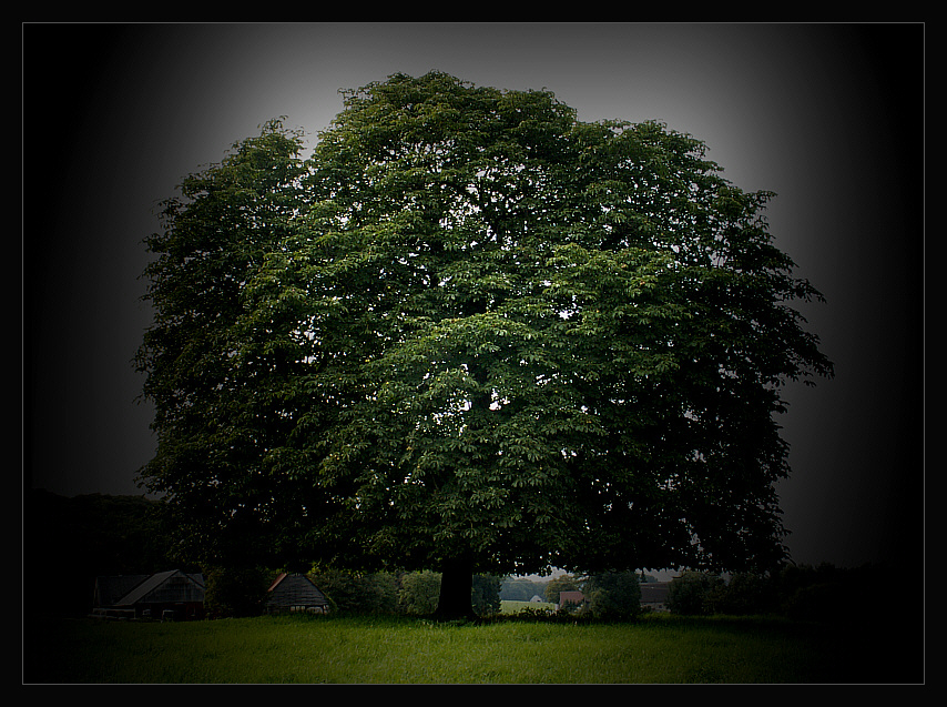 Der Baum II