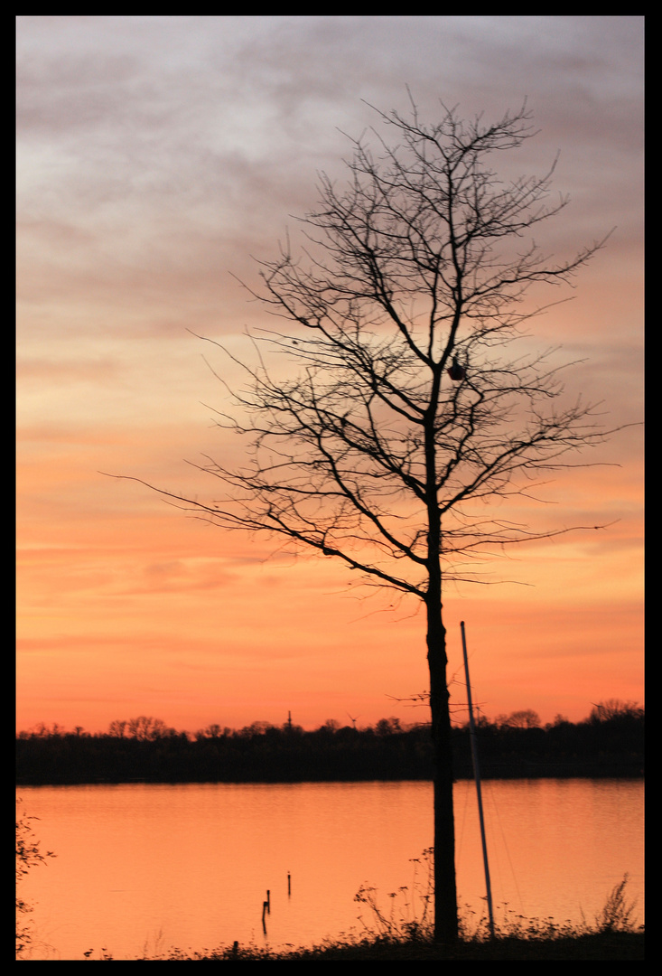 Der Baum II