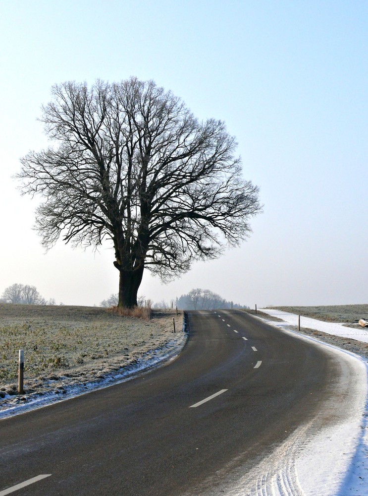 Der Baum II