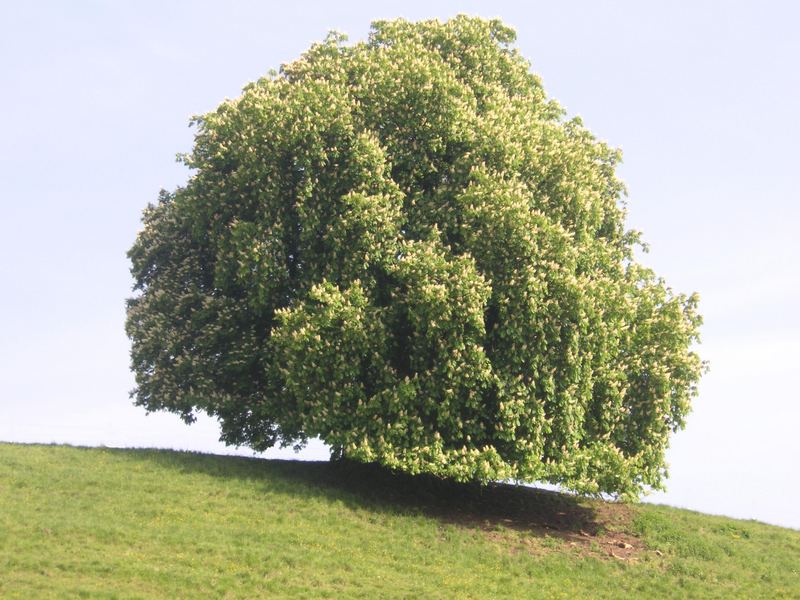 Der Baum II