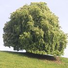 Der Baum II