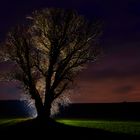 Der Baum II