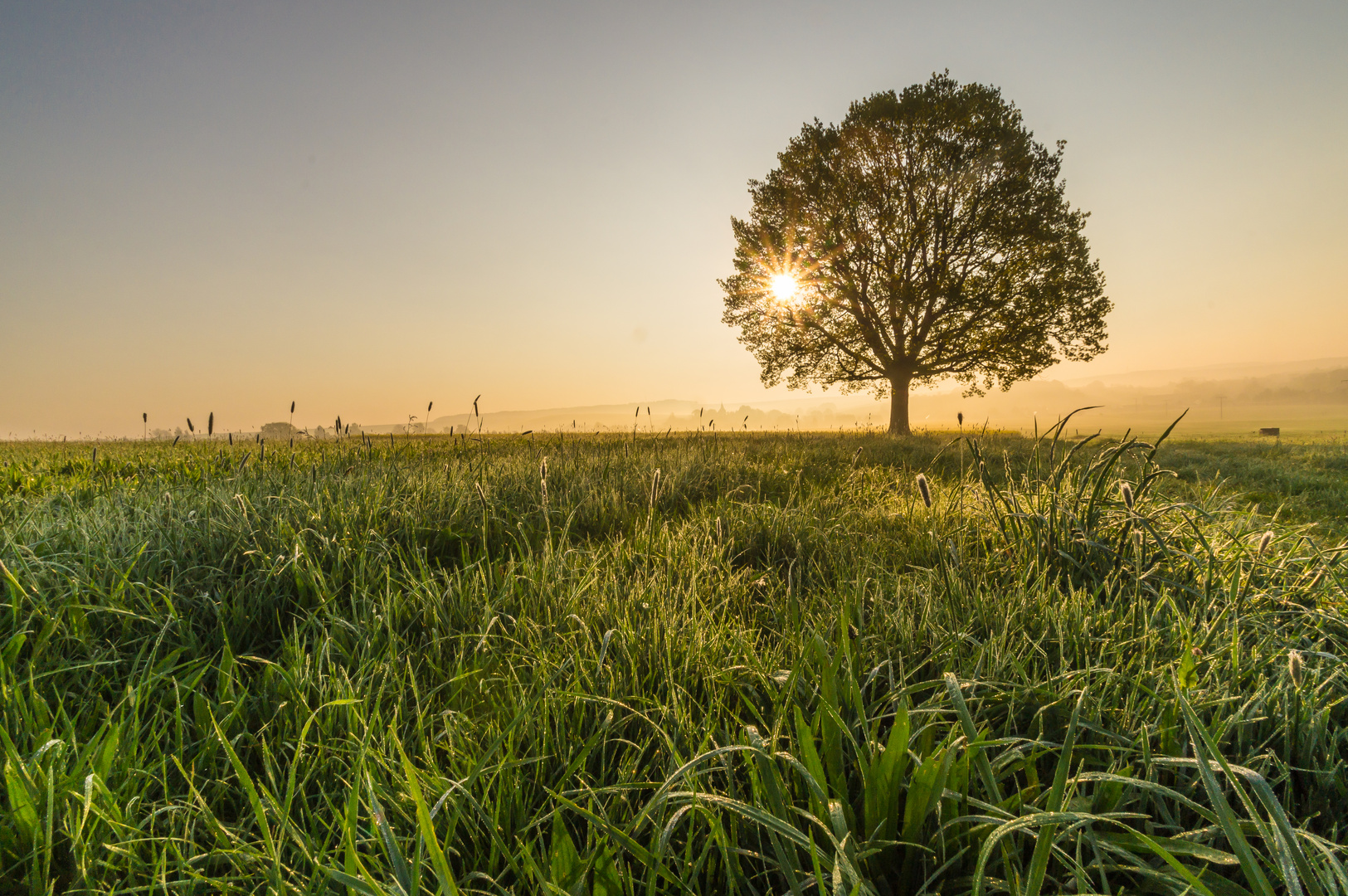 Der Baum II