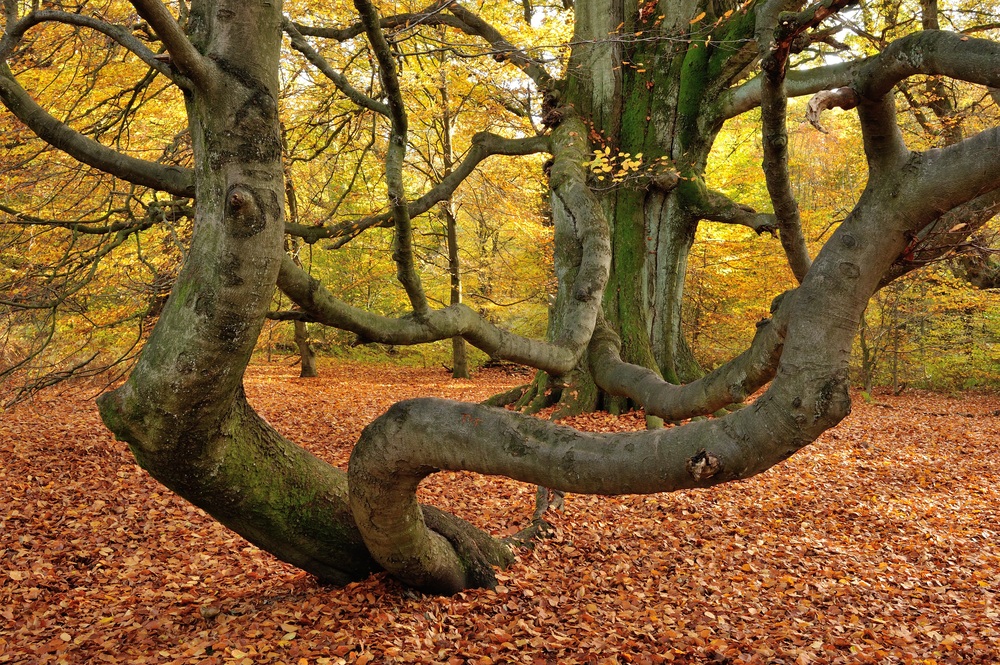 Der Baum (II)