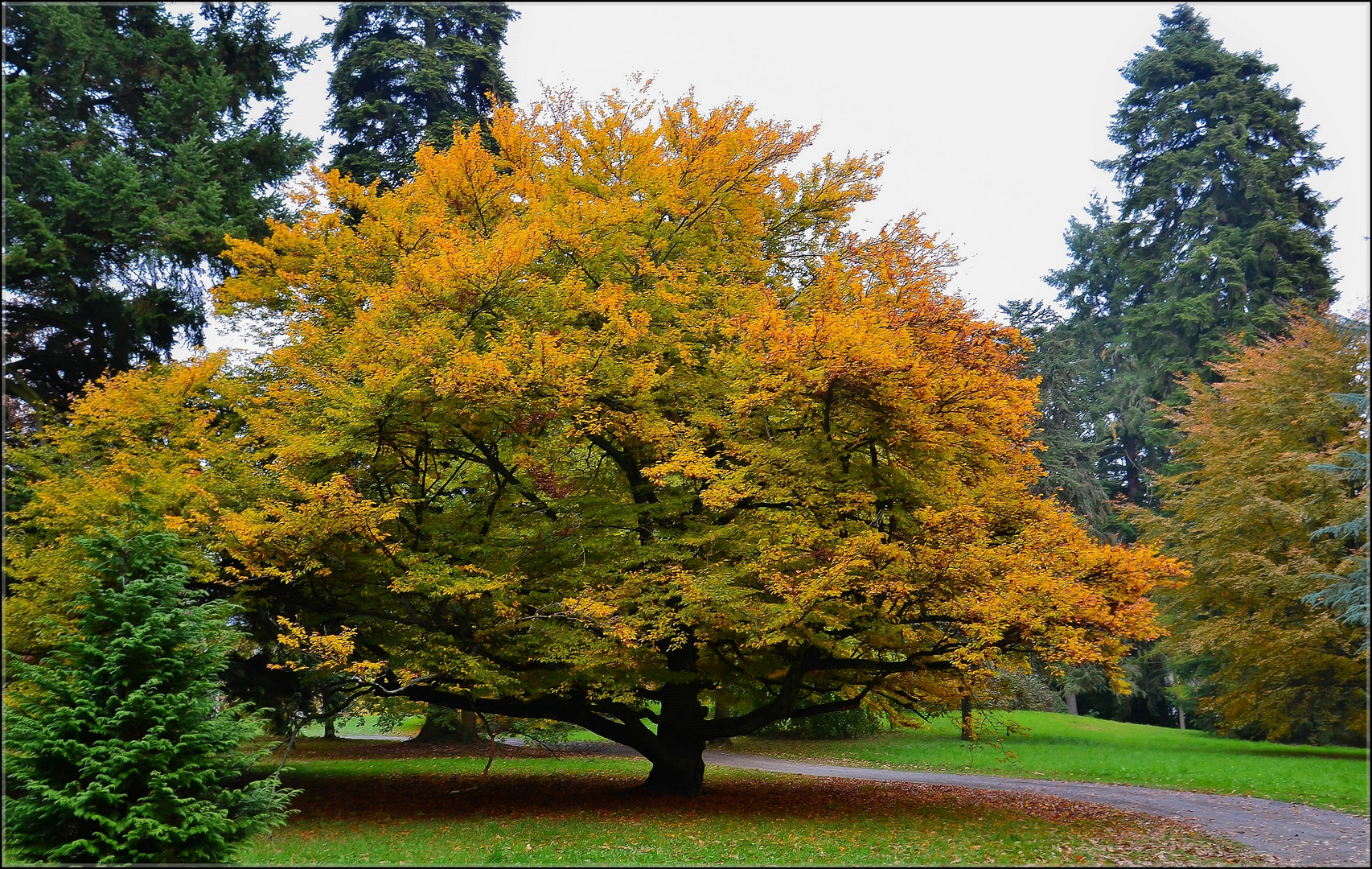 Der Baum II