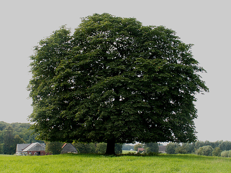 Der Baum II (Das Original)