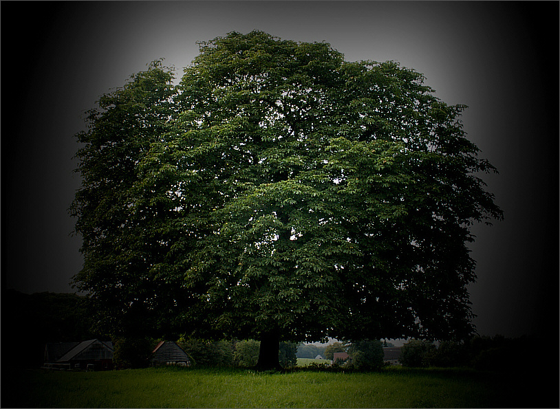 Der Baum II (II)