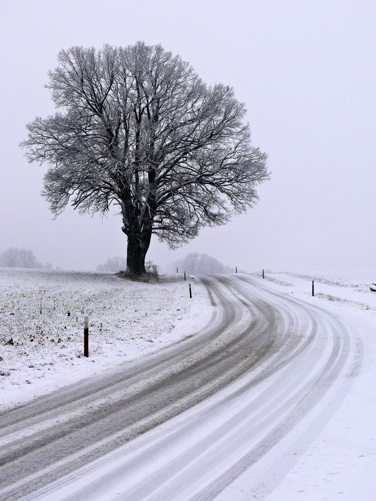 Der Baum III