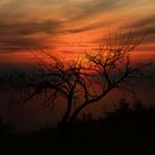 Der Baum im Abendlicht