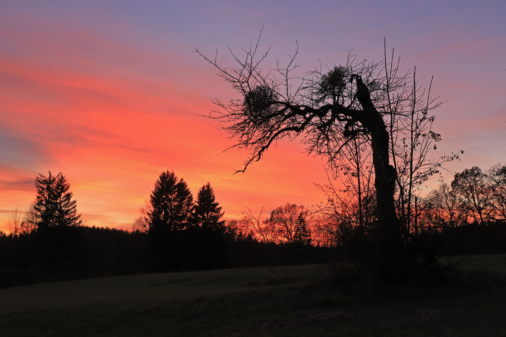 Der Baum im Abendrot