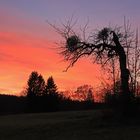 Der Baum im Abendrot