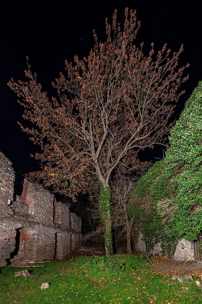 Der Baum im alten Gemäuer...