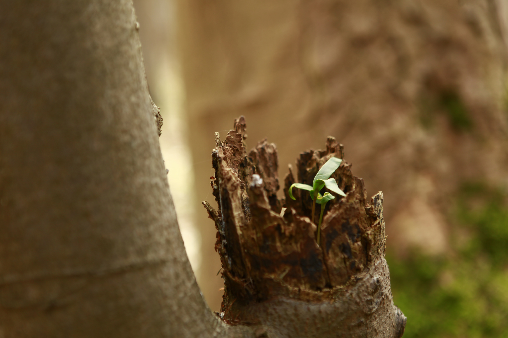 Der Baum im Baum ... 