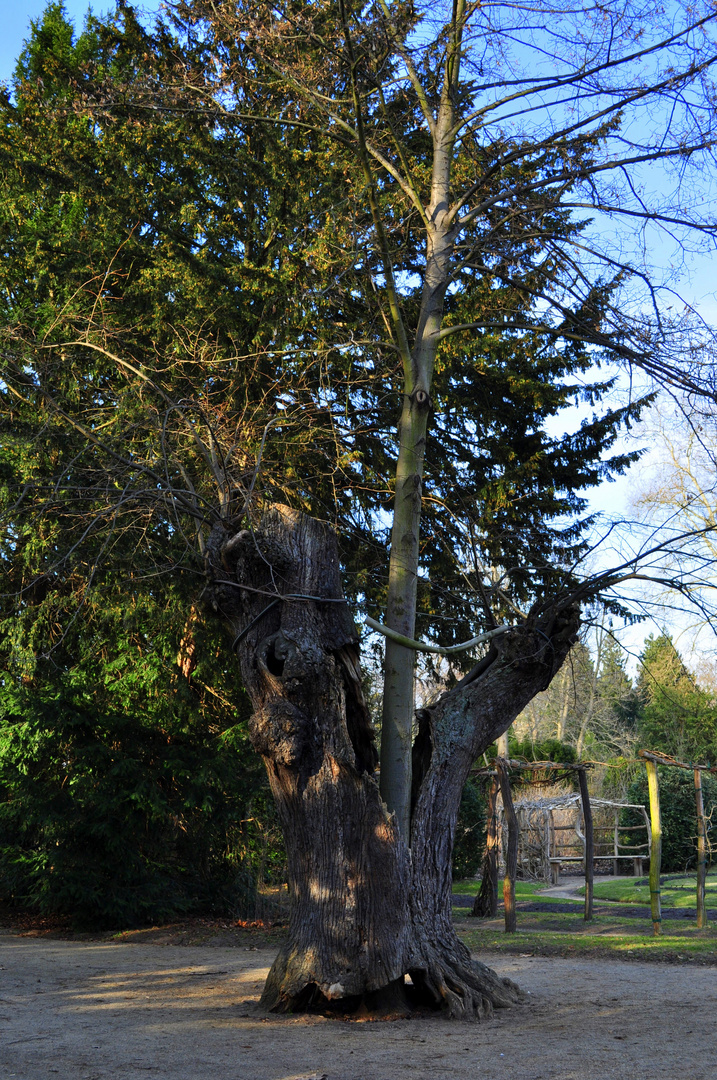 Der Baum im Baum............