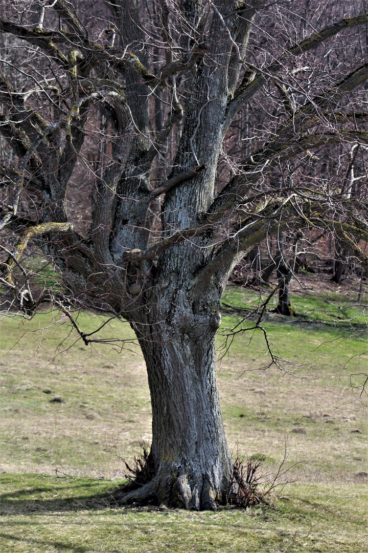 der Baum im beginnenden Frühling