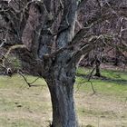 der Baum im beginnenden Frühling