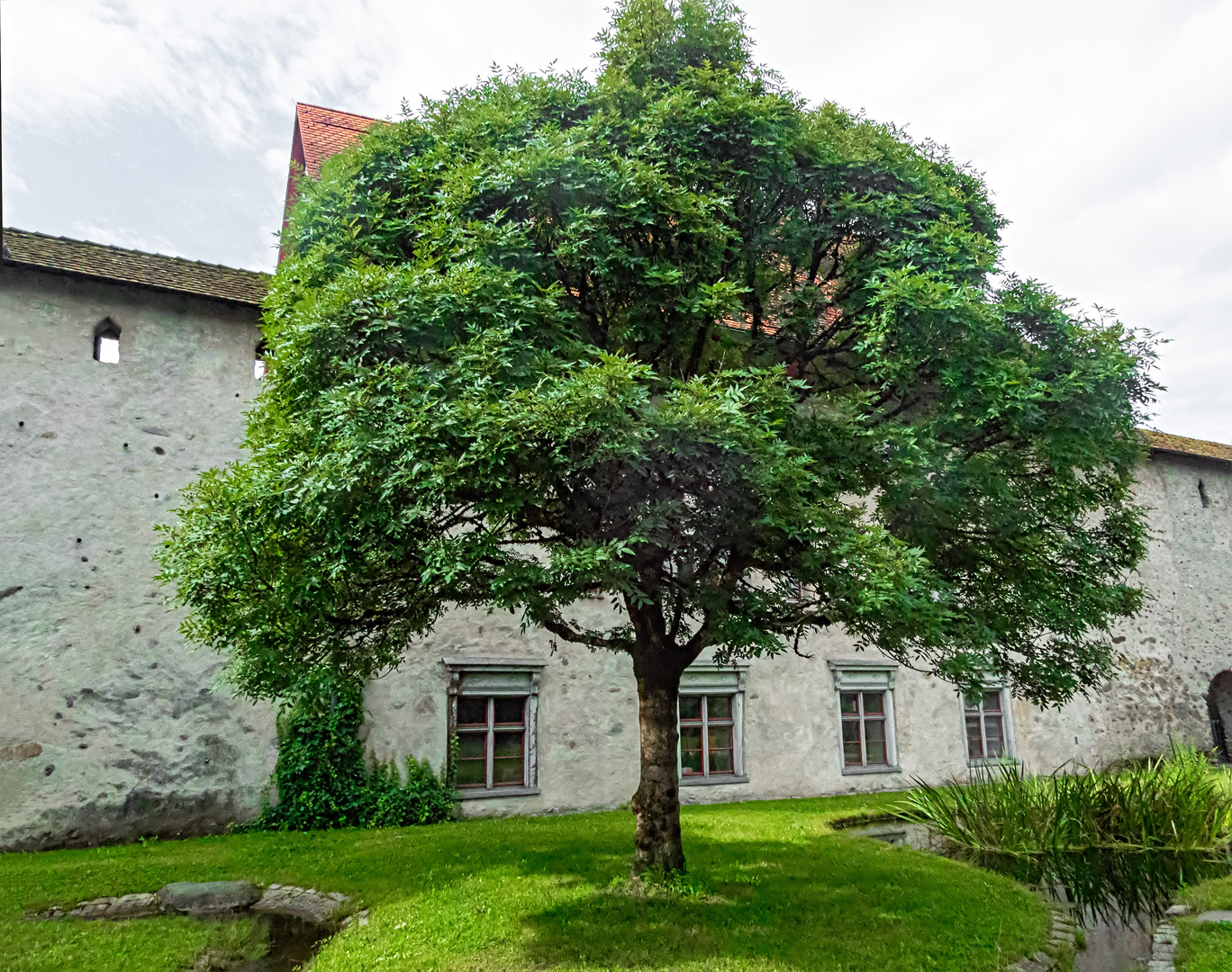 Der Baum im Burghof (DSCN0142)