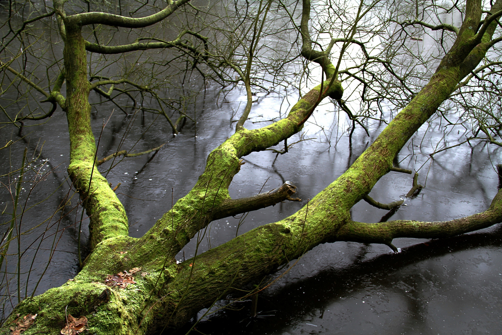 der Baum im Eis ...