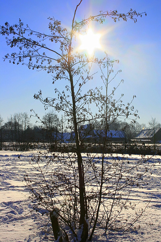 Der Baum im Eis