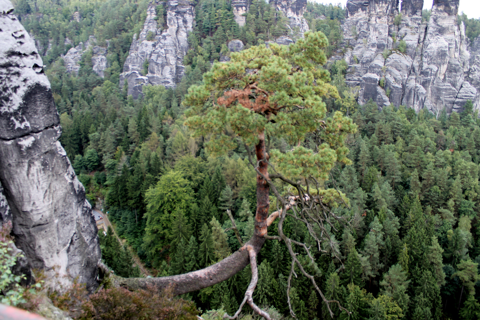 der baum im elbsandsteingebirge