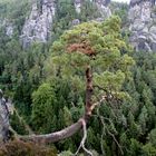 der baum im elbsandsteingebirge