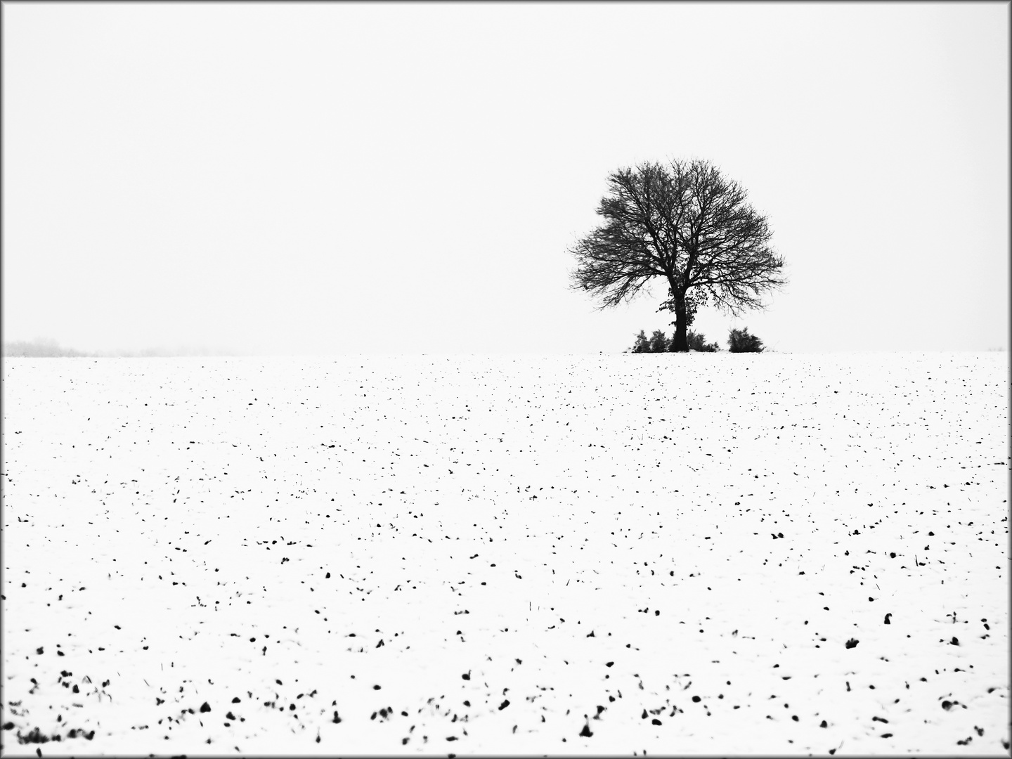 der Baum im Feld