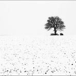 der Baum im Feld