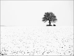 der Baum im Feld