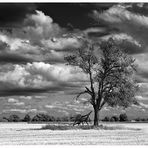 ...Der Baum im Feld...