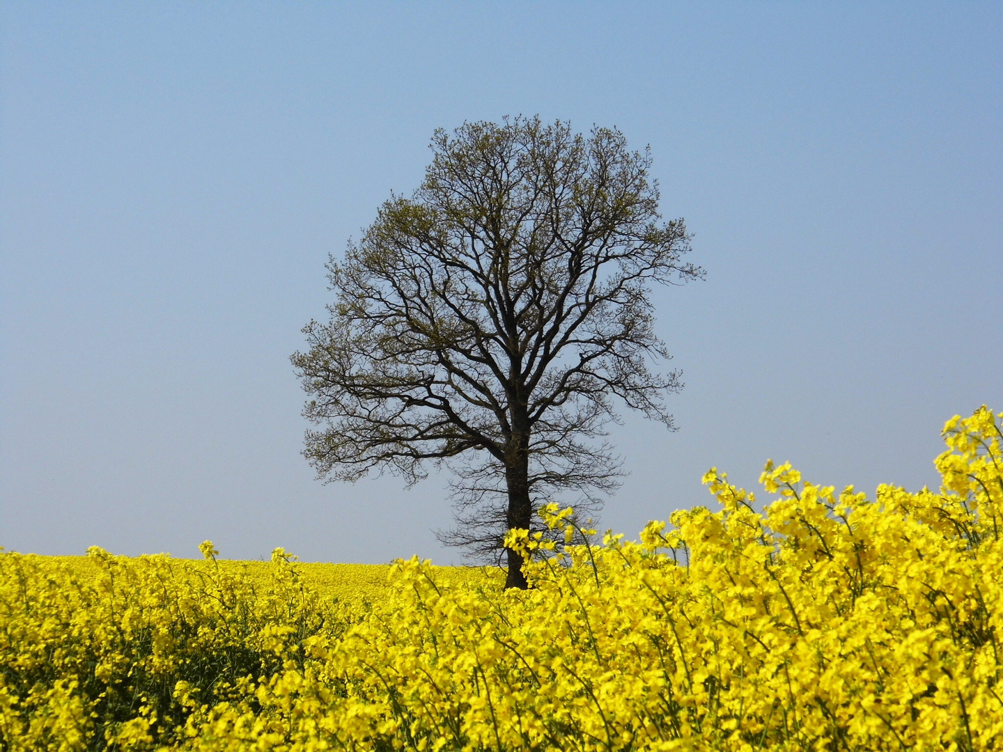 Der Baum im Feld