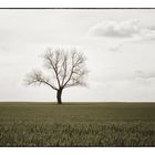 Der Baum im Feld