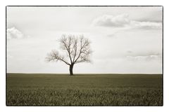 Der Baum im Feld